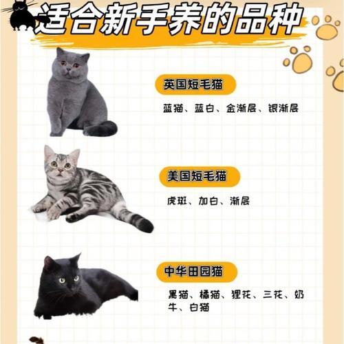 可爱又顺口的猫咪名字大全（15个令人喜爱的猫咪名字供您选择）
