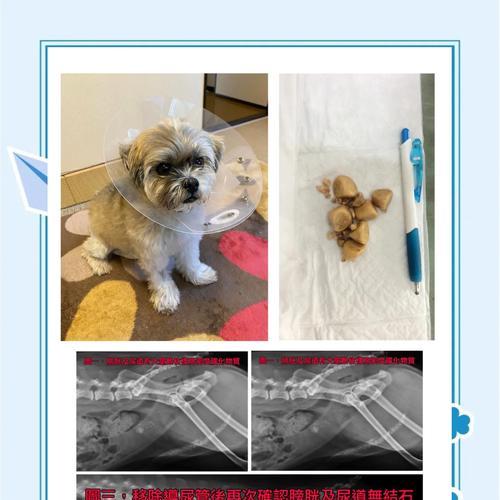 狗狗手术需要多长时间？（探究狗狗手术的时长和相关因素）