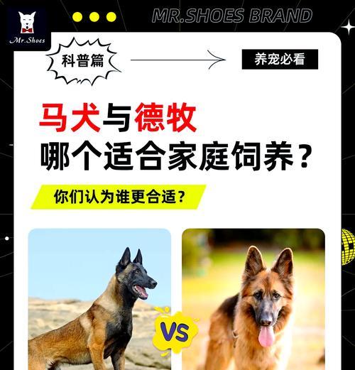 德国牧羊犬的养育攻略（经济喂养德牧，给你的宠物健康与快乐）