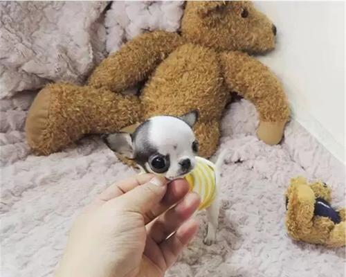 吉娃娃的寿命有多久？（探究吉娃娃犬的平均寿命及影响因素）