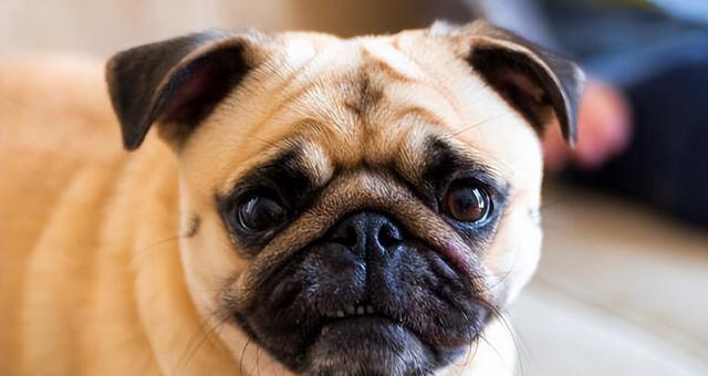 巴哥犬为何不让抱却总跟着主人？（解密巴哥犬的抱抱矛盾心理，为你的爱宠提供更好的关怀）