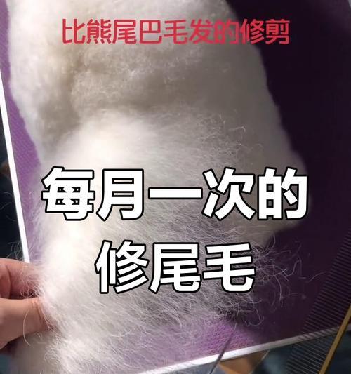 比熊剃毛后多久长出来？（探秘比熊毛发生长周期与护理技巧）