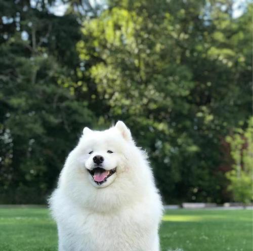 萨摩幼犬的疫苗接种时间及注意事项（了解疫苗接种时机，为宠物健康保驾护航）