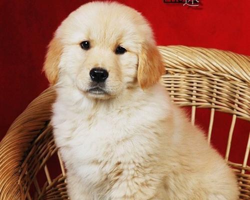 探寻成都CKu犬舍的魅力（挖掘成都CKu犬舍的特色与品质）