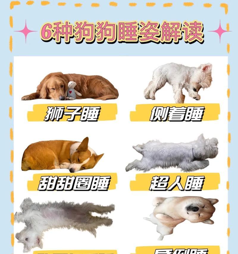 狗的睡眠需求有多大？（揭秘狗一天需要睡觉多久以及影响因素）