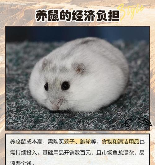 仓鼠三线寿命之谜（揭秘仓鼠三线寿命）