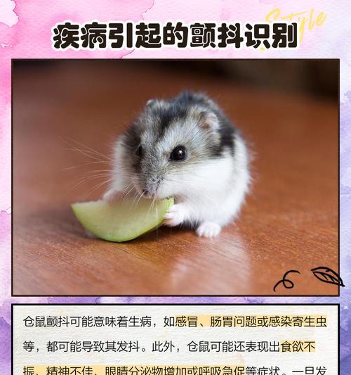 仓鼠的睡眠时间究竟有多长？（揭秘仓鼠一天睡眠时间，让你对小宠物更了解！）