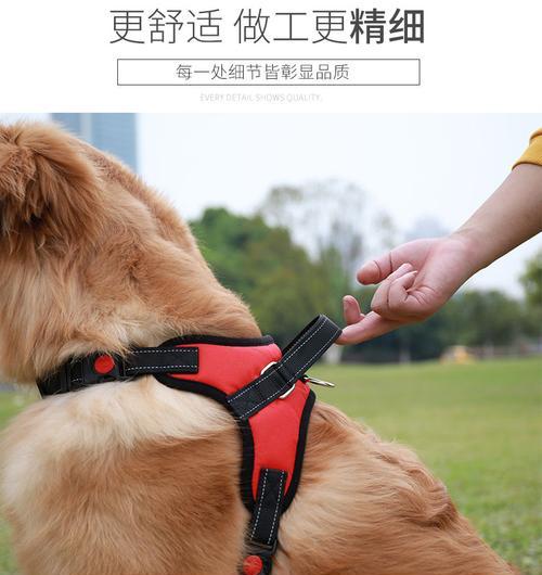 拉布拉多犬胸部生长时间及特点研究（揭秘拉布拉多成长过程中胸部发育的奥秘）