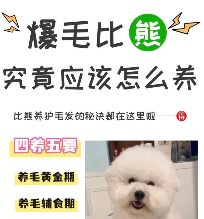 比熊——养了绝不后悔的最佳选择（可爱聪明的比熊犬，陪伴你温馨幸福的每一天）