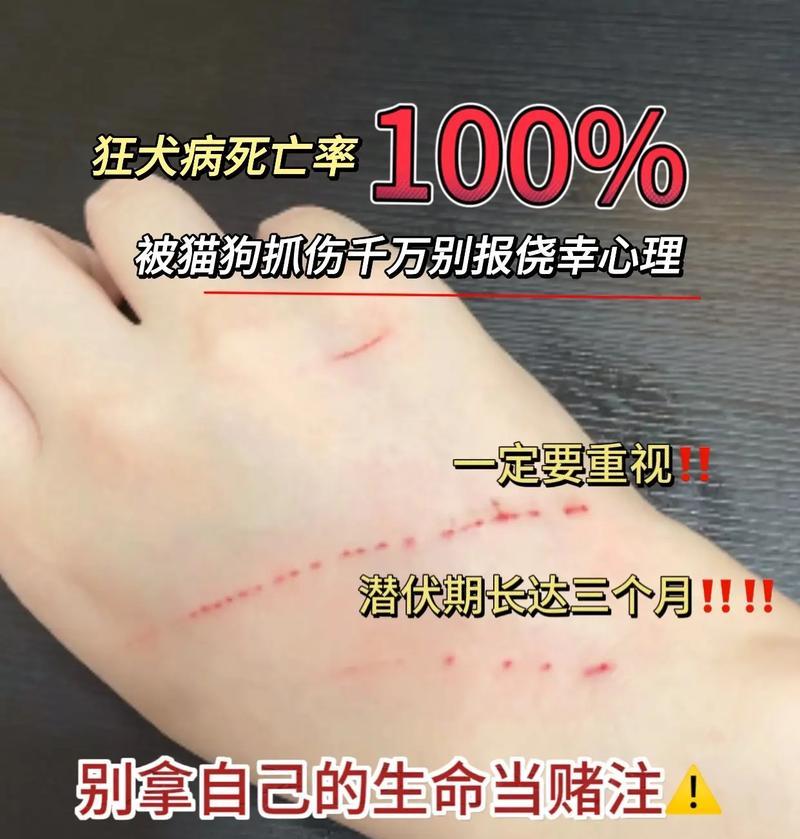 小狗抓破皮后不能吃的东西（小狗受伤后需注意的食物禁忌）