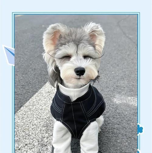 探索梗犬世界（梗犬品种繁多，你知道价格吗？）