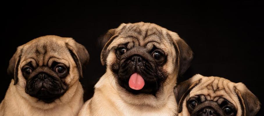 以巴哥犬饮食的注意事项（为你的以巴哥犬提供健康饮食，）