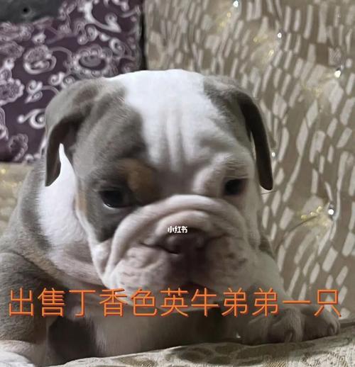 英牛配种后的生育周期及注意事项（英牛配种后生育周期的时间及养殖者应注意的问题）