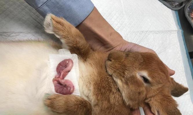 兔子绝育术后康复期需要多久？（了解兔子绝育术后康复时间的关键要点）