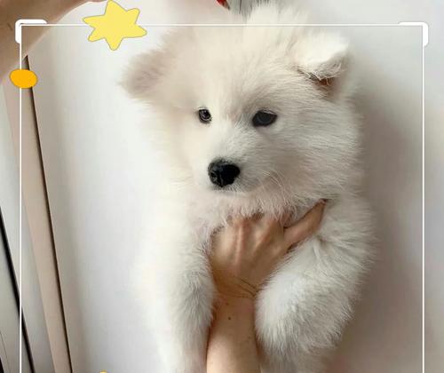 萨摩剃毛后多久能长好些？（探究萨摩剃毛后恢复的时间和方法）