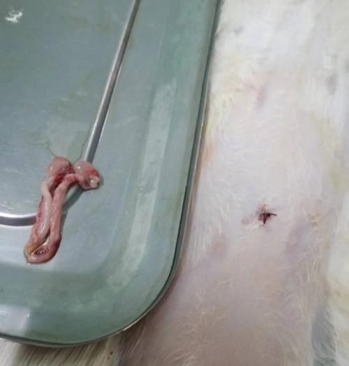 母猫产后绝育的最佳时间选择（了解母猫产后绝育的时间窗口，保护它们的健康）