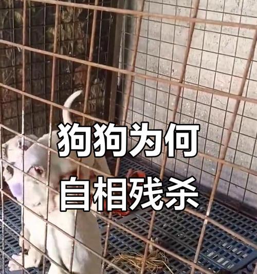狗狗的伟大贡献（揭开狗狗贡献的神秘面纱，了解它们的力量与智慧）