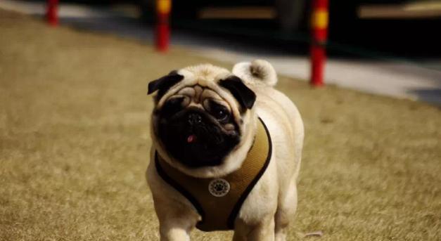 八哥犬的短命表现及特点（了解八哥犬的寿命问题，预防与关爱更重要）
