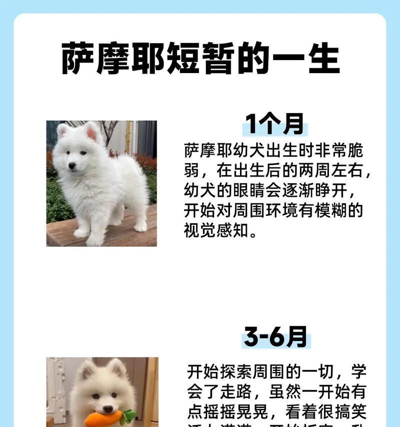 如何正确饲养萨摩耶幼犬？（根据年龄大小进行调整的饲养要点）