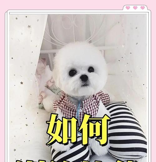 新手饲养比熊犬（让你的比熊犬健康快乐的关键）