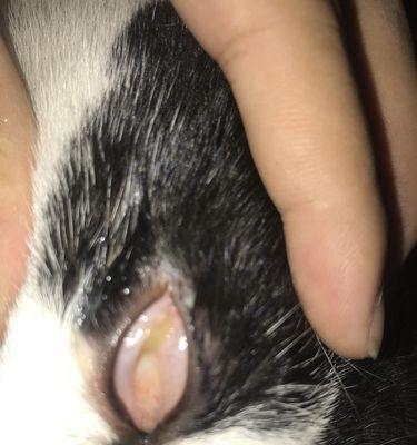 猫咪眼睛脱落的原因与处理方法（揭秘猫咪眼睛脱落的真相，让爱宠无忧生活）