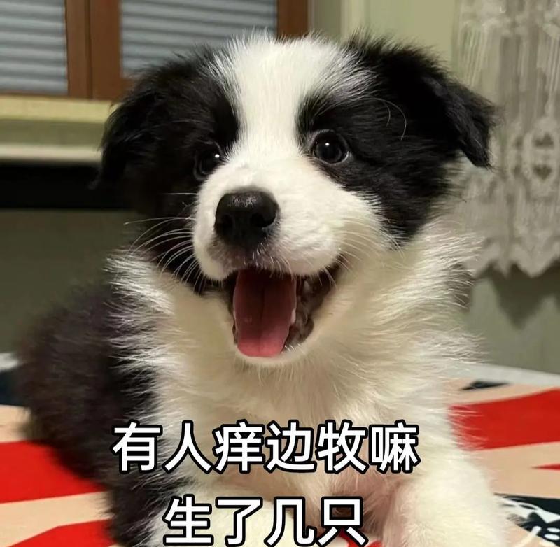 边牧犬何时能啃大骨头？（探讨边牧犬的牙齿发育和适宜啃食时间）