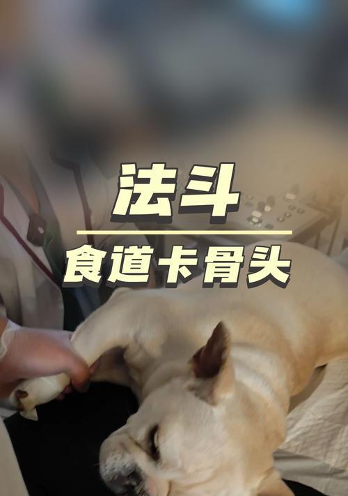 探讨法斗啃骨头的时间和频率（揭秘法斗啃骨头的乐趣与注意事项）