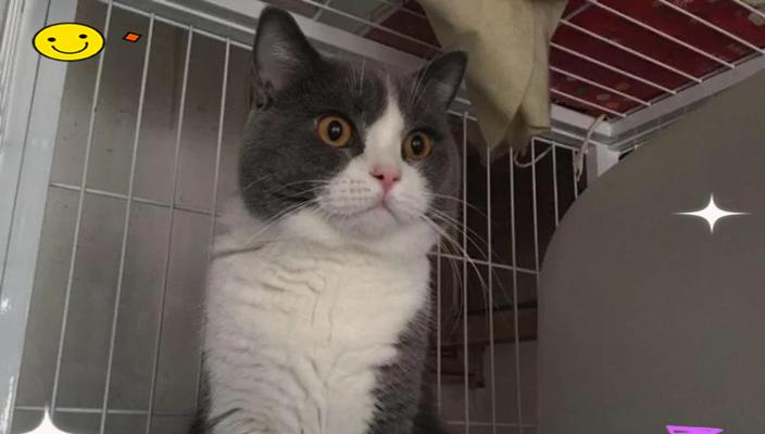 以猫闹猫了（猫咪之间的争斗）