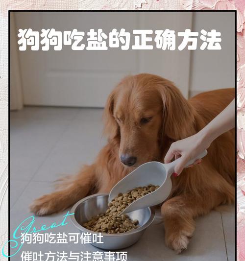 狗狗吃多了怎么办？清理肠胃的方法解析（帮助狗狗恢复健康的有效措施）