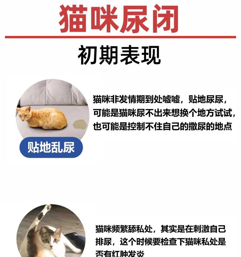 猫尿闭后恢复时间到底需要多久？（探寻猫尿闭康复期的关键因素及治疗方法）