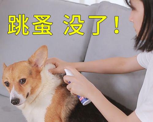 金毛幼犬体外驱虫后多久可以洗澡？（宠物爱犬的健康需求及洗澡时间安排）