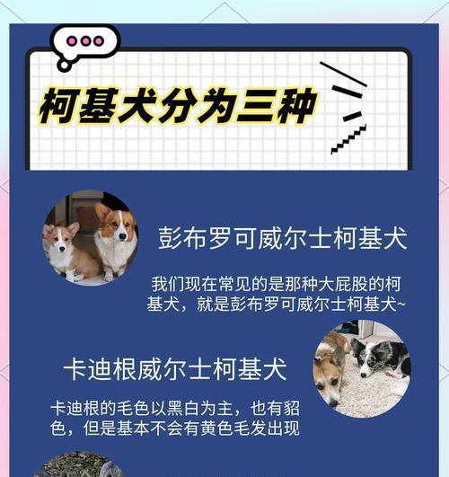柯基犬价格降低却很少人饲养的原因分析（探究导致柯基犬饲养率低的因素及解决之道）
