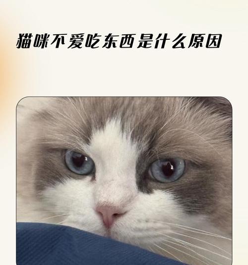 猫食欲不振的这10个原因你得了解（为什么猫咪一直不吃饭？如何解决猫食欲不振的问题？）
