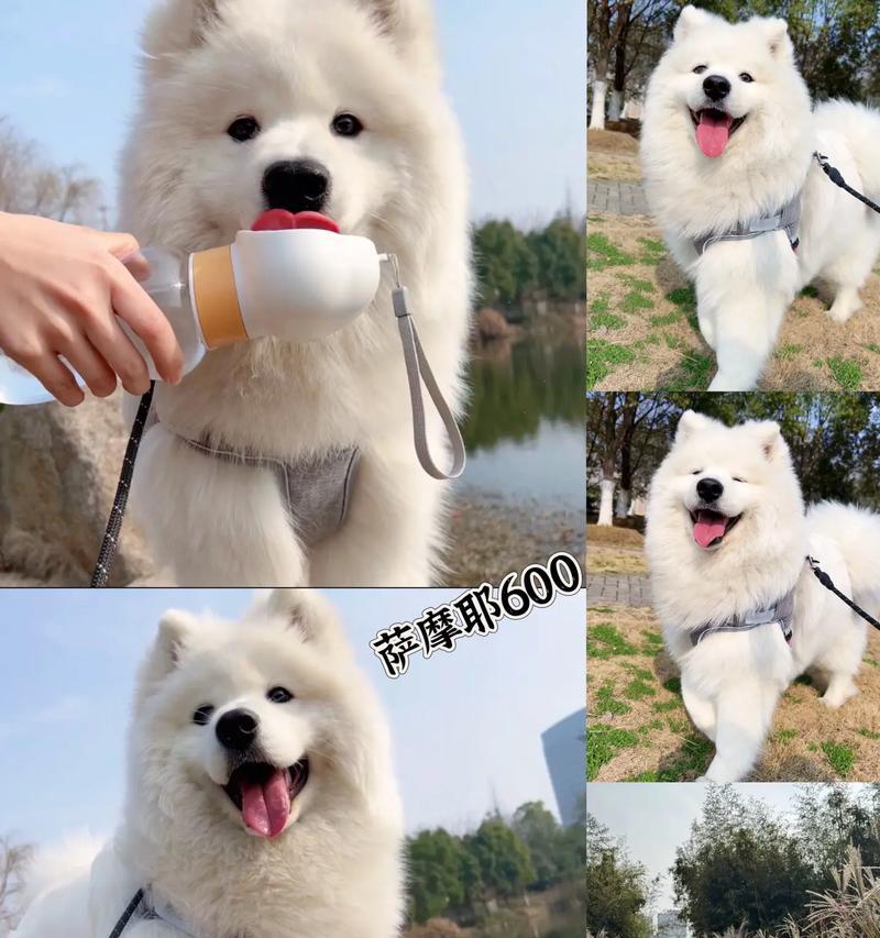 萨摩耶犬的繁殖周期及注意事项（了解萨摩耶犬的繁殖周期和正确的繁殖管理）