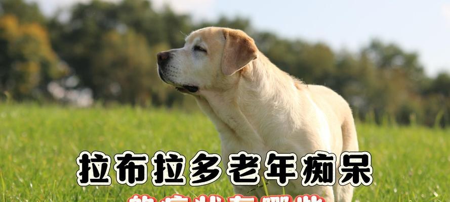 探索狗的老年痴呆症（认知退化的征兆、病因与防治措施）