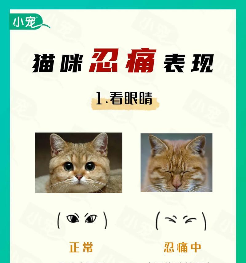 猫咪犯错后会有6个表现，说明它知错了！（解密猫咪的自责行为和悔过表现，揭示它们的智商和情感世界）
