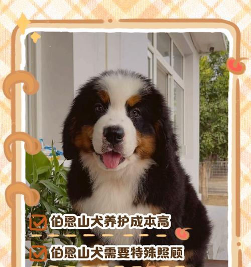 边牧价格不高，却很少人养的原因（探寻边牧市场现状及养殖难题）