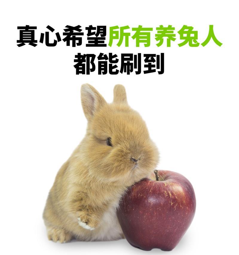 兔子的饮食习性揭秘（兔子的食欲启蒙及关键时期探秘）