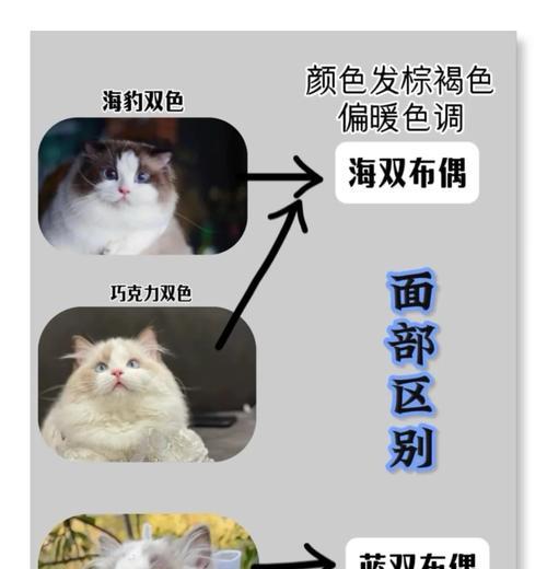 蓝双布偶猫价格揭秘（探寻蓝双布偶猫价格背后的原因以及市场需求的影响）