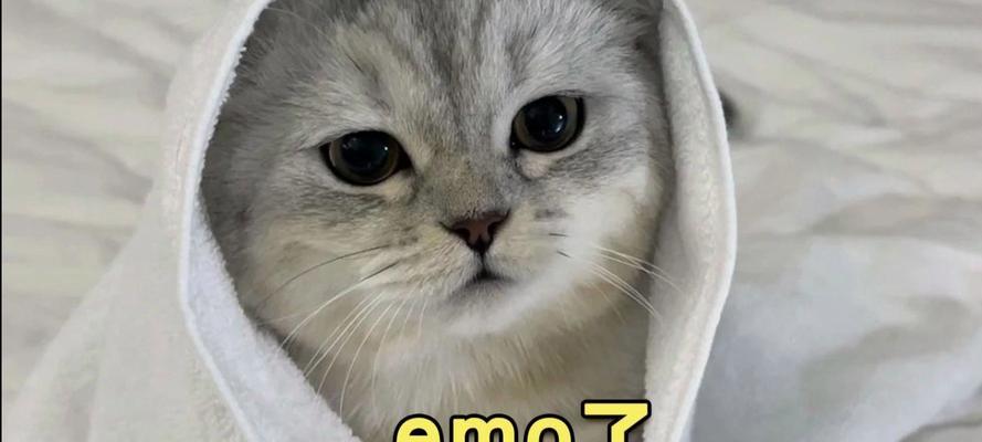 猫咪睡眠习惯揭秘（2个月大的小猫一天到底要睡多久？）