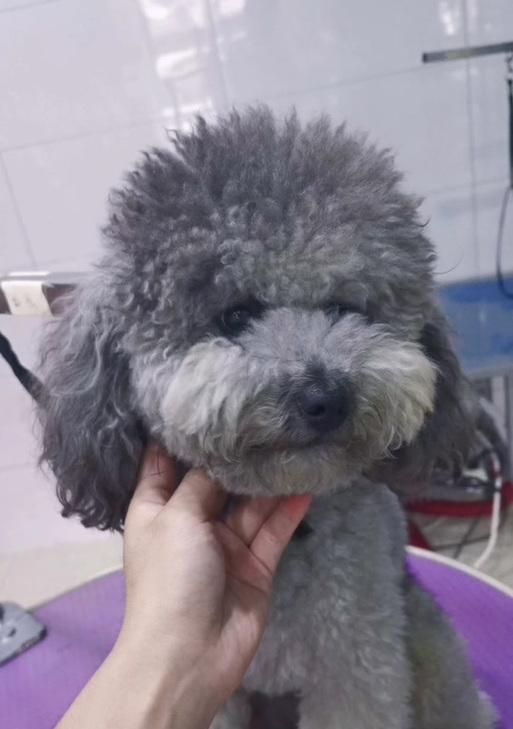 泰迪幼仔洗澡的最佳时机与注意事项（泰迪犬洗澡频率与水温的选择）