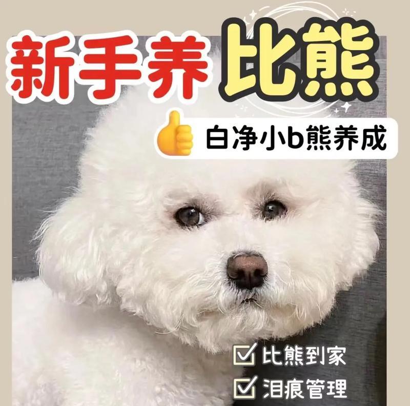 养一只“比熊”的月花费究竟有多高？（富养与穷养的经济对比，揭秘“比熊”养育费用的真相）