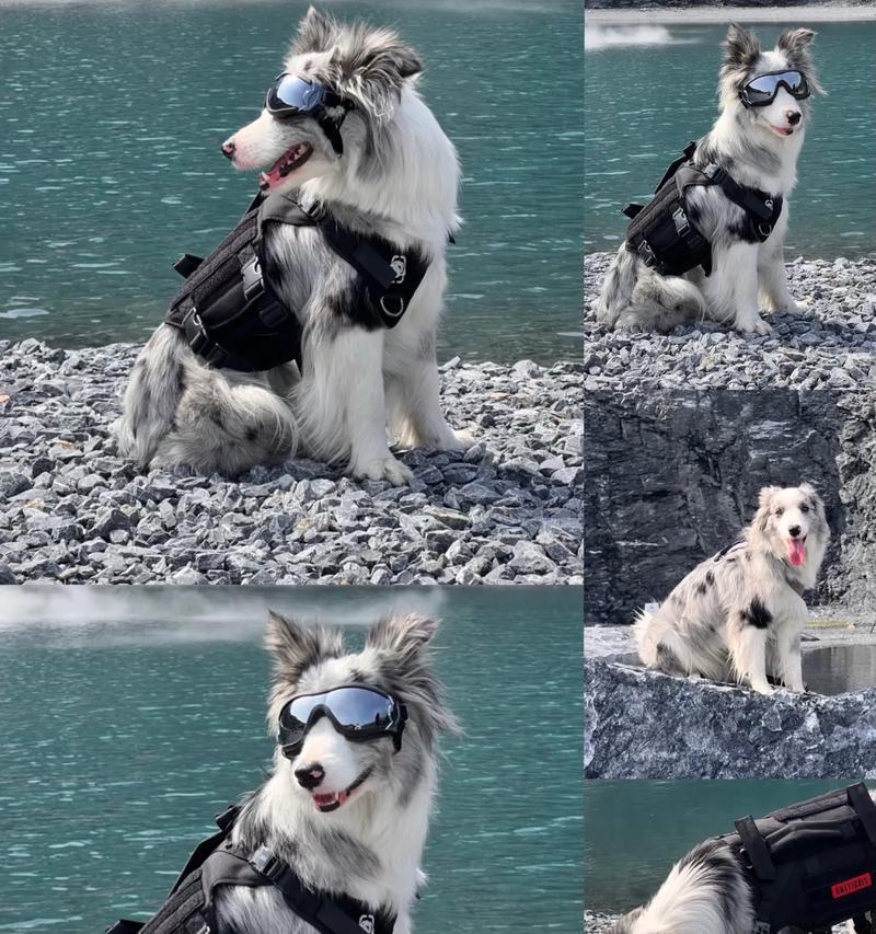 边境牧羊犬的生育周期与繁殖时间（了解边境牧羊犬的生理特征与繁殖习性）