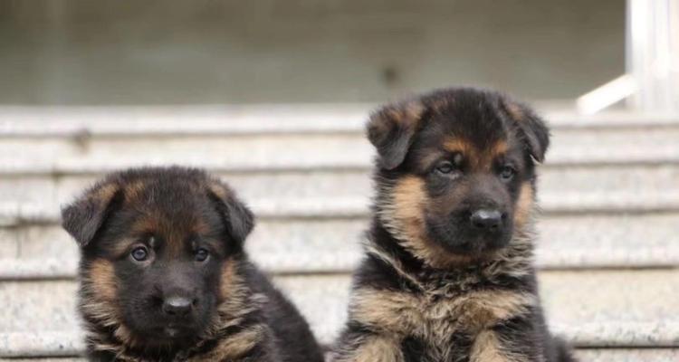 德国牧羊犬（揭秘德国牧羊犬寿命低的原因，令人心碎的真相）