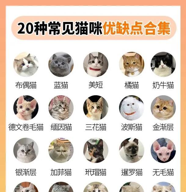 常见猫咪品种大全——了解你的喵星人（探索各类常见猫咪品种，帮助你选择最适合的宠物伙伴）