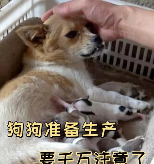 狗狗分娩的奇妙过程（揭秘狗狗分娩前的准备工作）