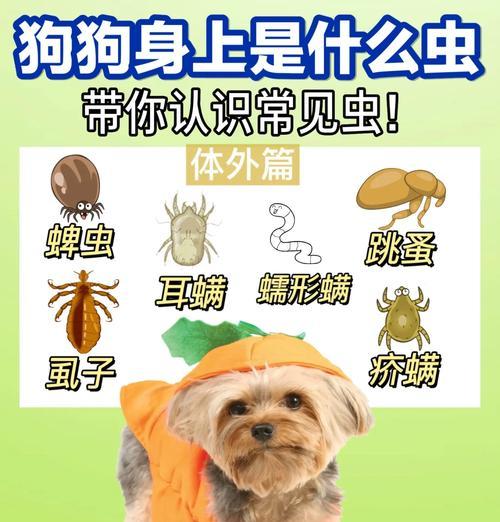 狗狗感染寄生虫的危害与预防（了解狗狗可能感染的寄生虫，保护它们的健康）