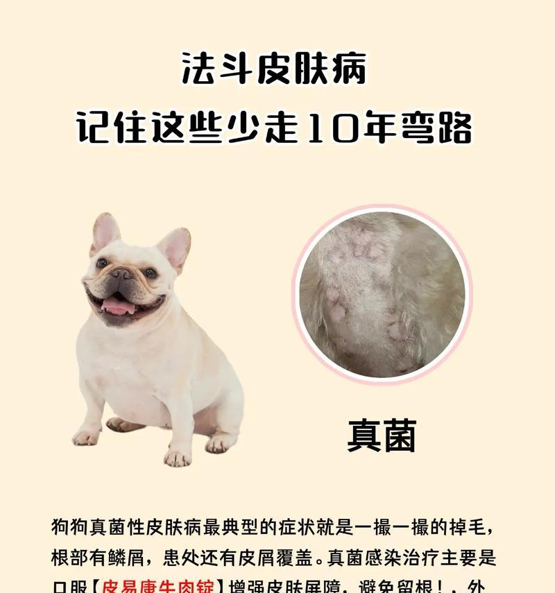 了解法斗的成长特点（探索法斗的成长轨迹及关键特征）