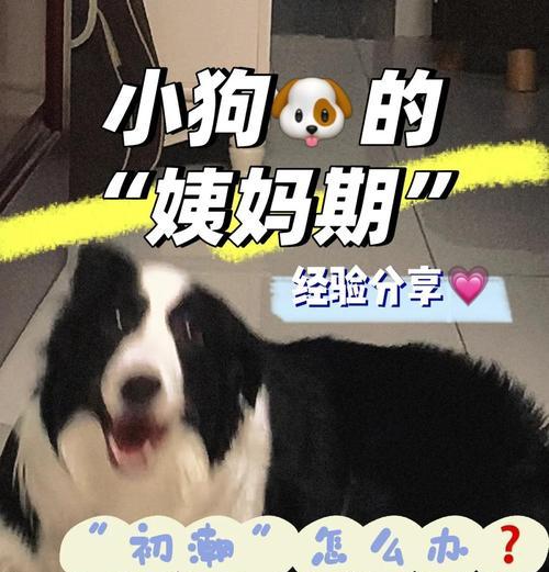 泰迪狗月经后多久可以洗澡？（了解泰迪狗月经后合适的洗澡时机）