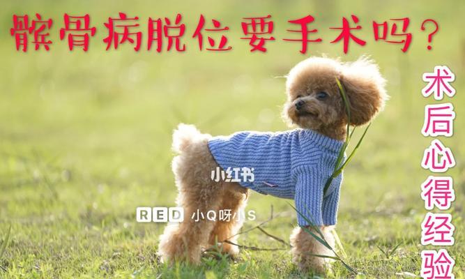 狗狗手术后的康复复健之道（宠物手术后，你需要知道的重要复健知识）